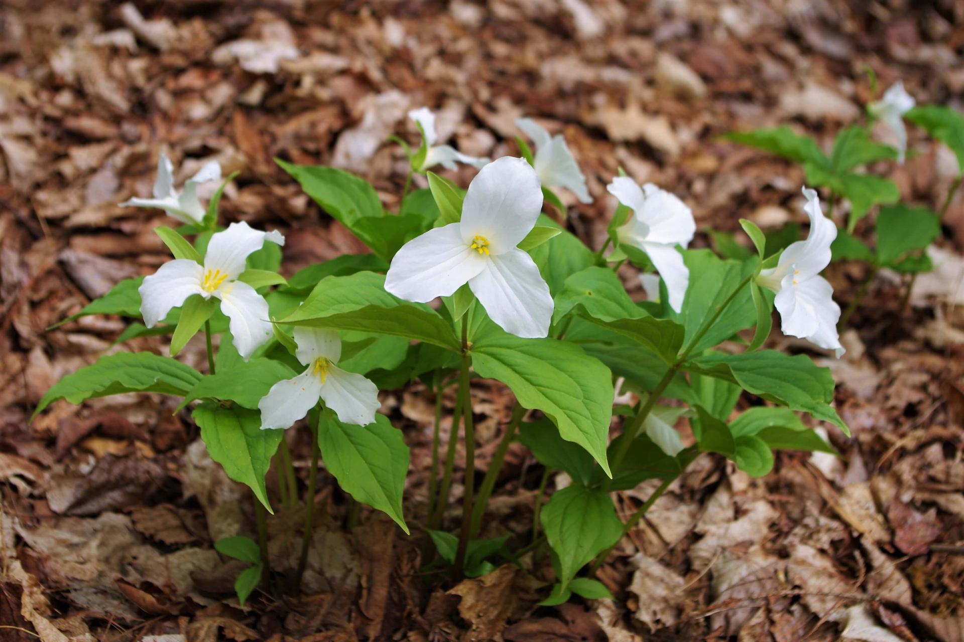 Trillium Spring a small bunch of white trillium on the forest floor